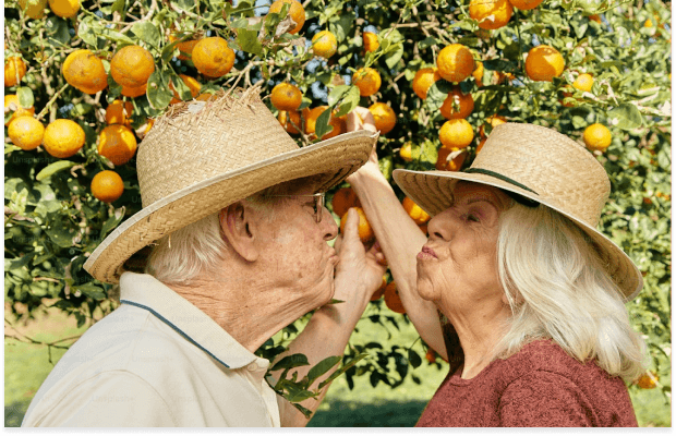 An affectionate elderly couple in straw hats make kissing faces in a sunlit orange grove filled with ripe fruit.